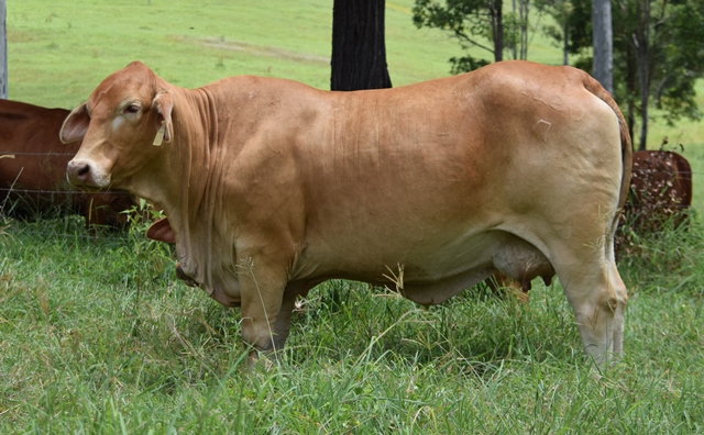 Bryvonlea Antionette